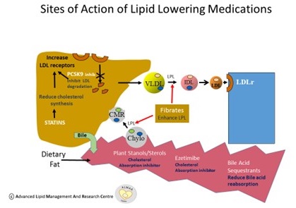 Sites of Action of Lipid Lowering Medications